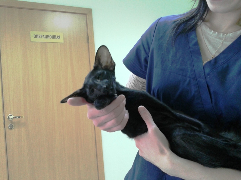 Котёнок сломал ногу. Питомник ориентальных кошек в Москве.