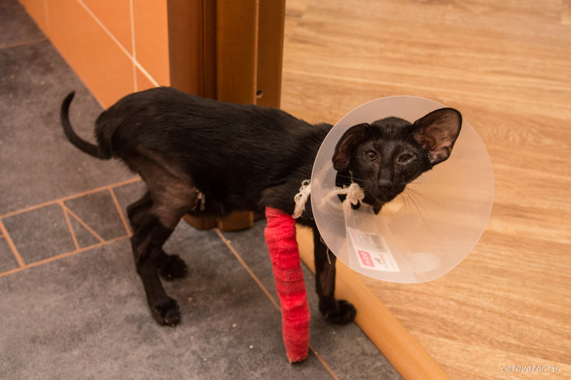 Ориентальный котёнок сломал ногу. Что делать. Питомник ориентальных котят в Москве.