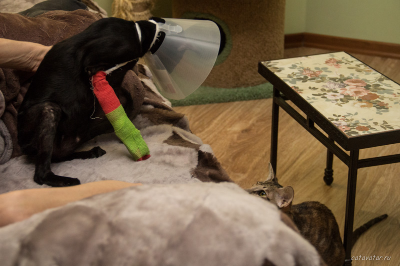 Ориентальный котёнок сломал ногу. Что делать. Питомник ориентальных котят в Москве.