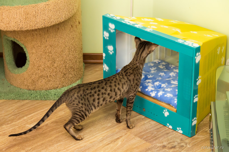 Мастерская мебели для кошек питомника Аватар