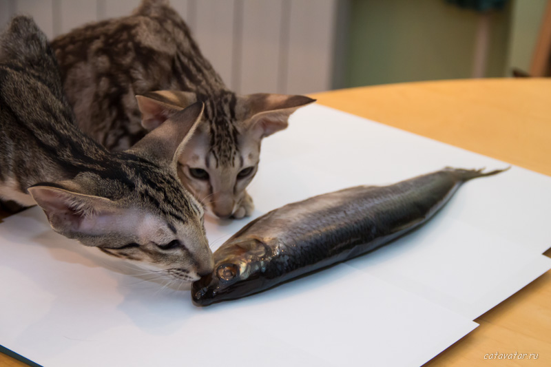 Котята воруют рыбу. Питомник ориентальных кошек в Москве. Купить котёнка.Истории и фотографии о жизни кошек.