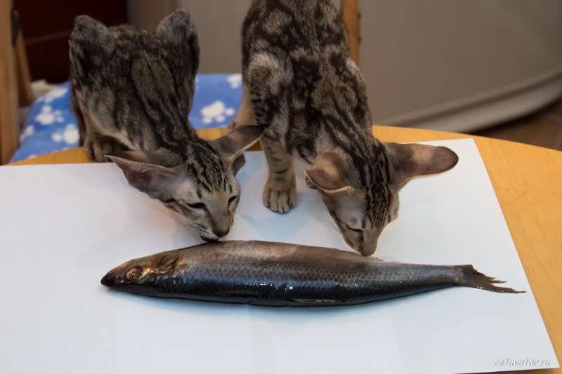 Котята воруют рыбу. Питомник ориентальных кошек в Москве. Купить котёнка.Истории и фотографии о жизни кошек.