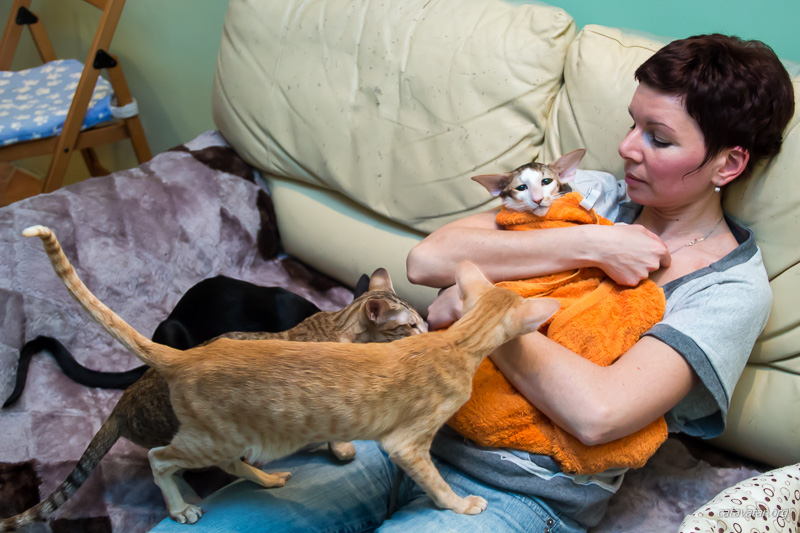 Купание кота. Питомник ориентальных кошек в Москве. Купить котёнка.Истории и фотографии о жизни кошек.