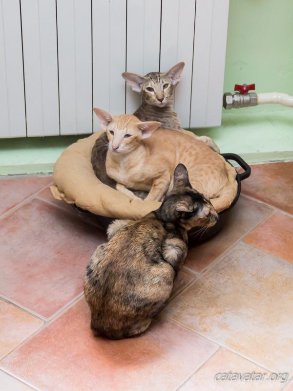 Кошки лежат около батареи. Питомник ориентальных кошек в Москве. Купить котёнка.Истории и фотографии о жизни кошек.