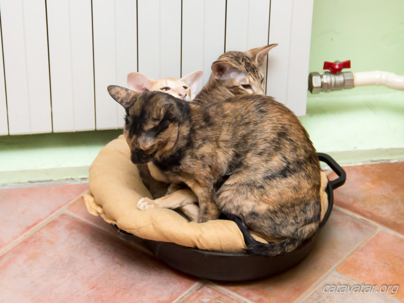 Кошки лежат около батареи. Питомник ориентальных кошек в Москве. Купить котёнка.Истории и фотографии о жизни кошек.