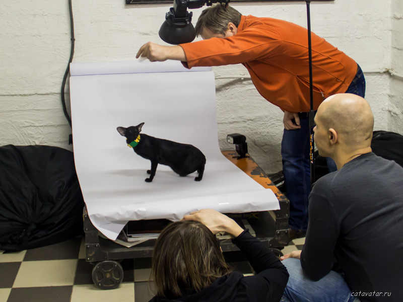Чёрная ориентальная кошка. Питомник ориентальных кошек в Москве. Купить ориентального котёнка. Фото ориентальных кошек.