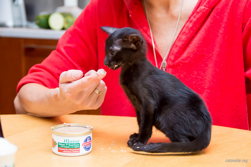 Чёрный ориентальный котёнок учится есть самостоятельно.