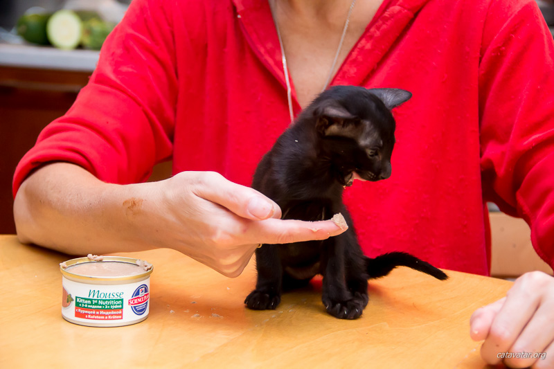 Чёрный ориентальный котёнок учится есть самостоятельно.