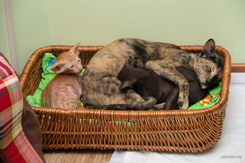 Ориентальные котята в корзине с мамой.