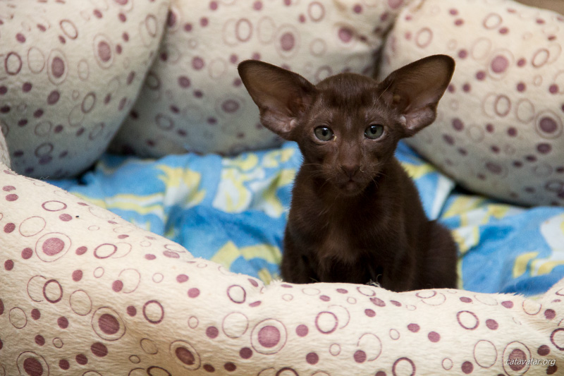 Взгляд шоколадного ориентального котёнка.
