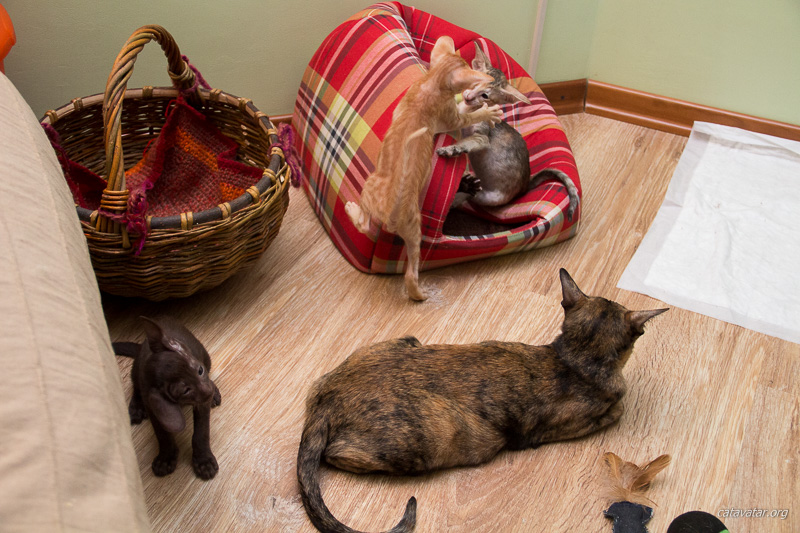 Ориентальные котята играют друг с другом, а кошка-мама контролирует.