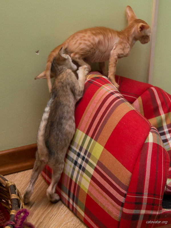 Ориентальные котята играют друг с другом.