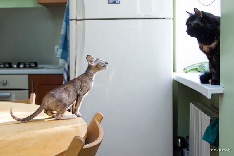 Ориентальный котёнок на кухонном столе спорит с взрослой кошкой.