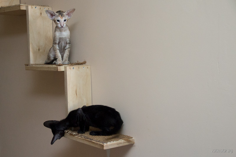 Ориентальные котята очень быстро освоили вертикальное пространство.