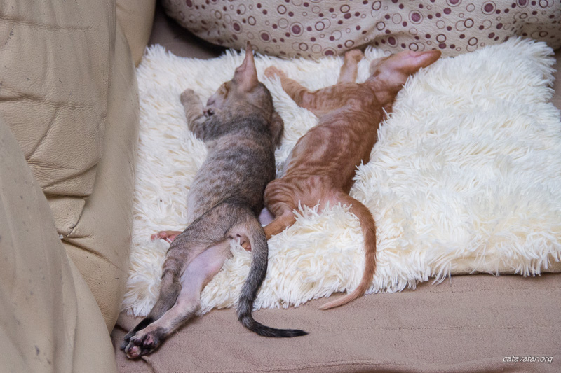Два смешных ориентальных котенка спят.