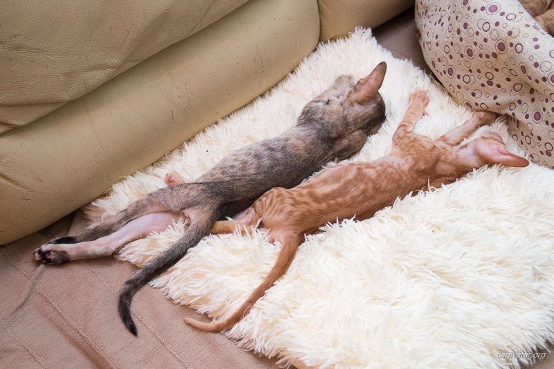 Два смешных ориентальных котенка спят.