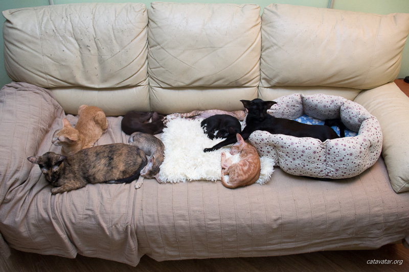 Ориентальные котики заняли весь диван. Для людей места нет.