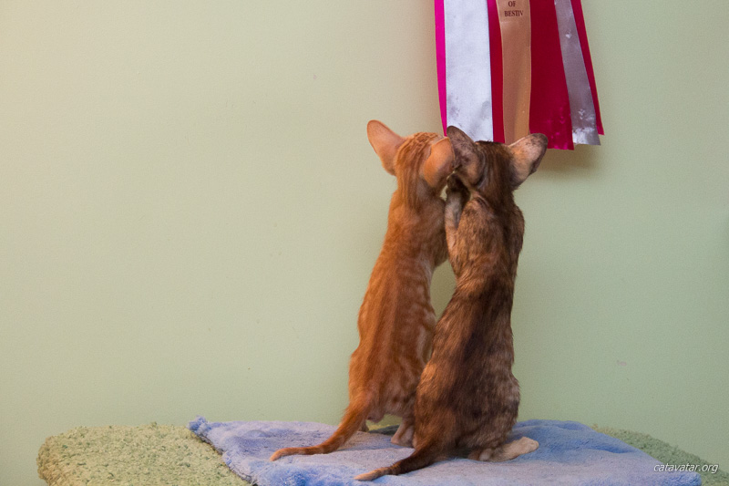 Два ориентальных котёнка изучают награду своей мамы