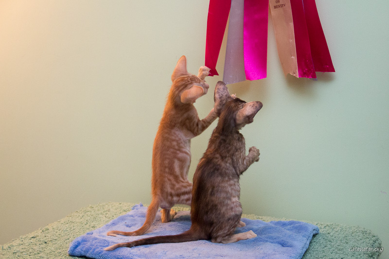 Два ориентальных котёнка изучают награду своей мамы