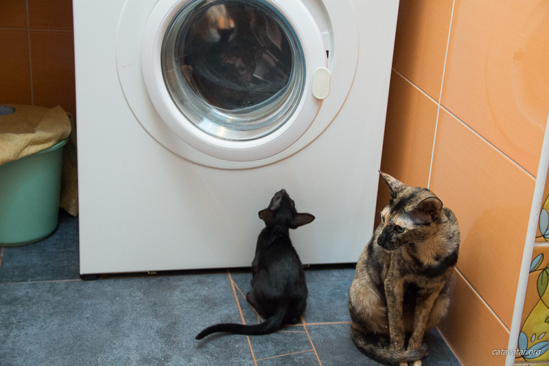 Ориентальные котята изучают стиральную машинку под присмотром мамы
