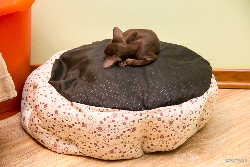 Очень красивый ориентальный котёнок шоколадного цвета нашел себе тёпленькое место