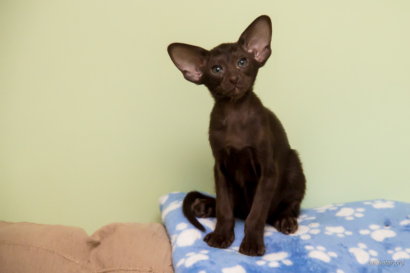 Очень красивый ориентальный котёнок шоколадного цвета с хорошими ушами