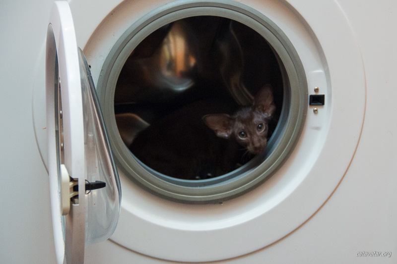 Очень красивый ориентальный котёнок шоколадного цвета в стиральной машинке