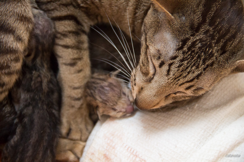 Уставшая от родов мама отдыхает со своим котёнком.