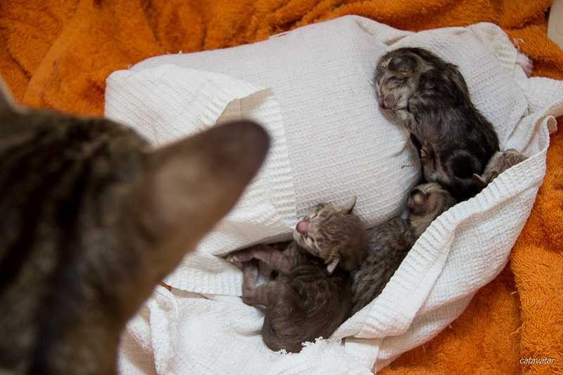 Кошка-мама рассматривает своих малышей, только что появившихся на свет. Ориентальные кошки носят детей немного дольше, чем большинство других пород кошек.