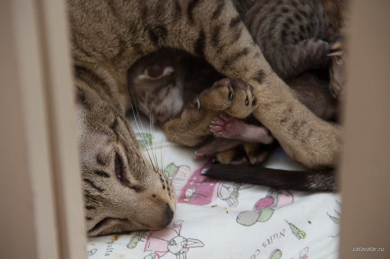 Кошка-мама обняла своего новорожденного котёнка. Какие трогательные пятки у жтого ориентального котёнка.