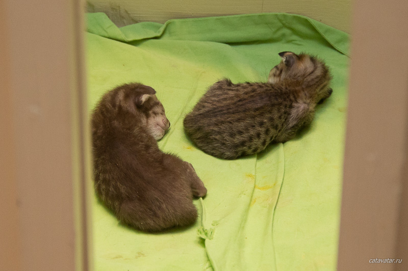 Два ориентальных новорожденных малыша. Им от роду всего пара дней, умыты, накормлены, приведены в порядок и спят.