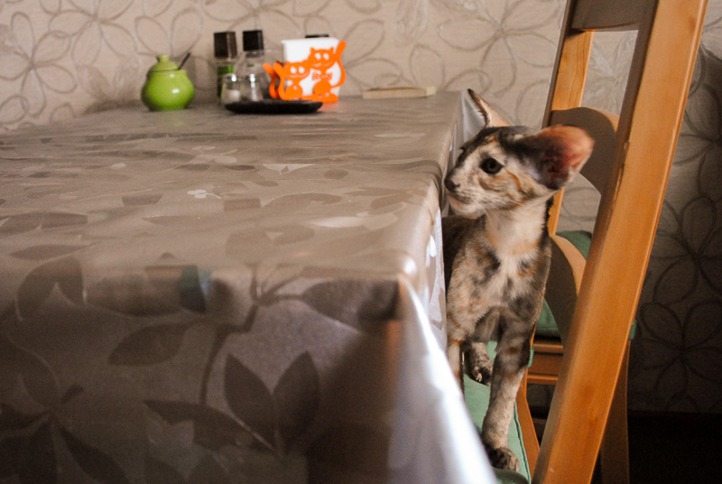 Ориентальный котенок в новом доме тестирует правила. На стол - можно?
