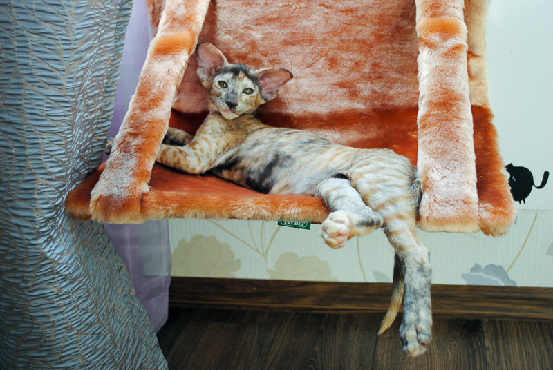 После переезда из питомника в новый дом вся кошачья мебель в распоряжении одного ориентального котёнка. Красота!