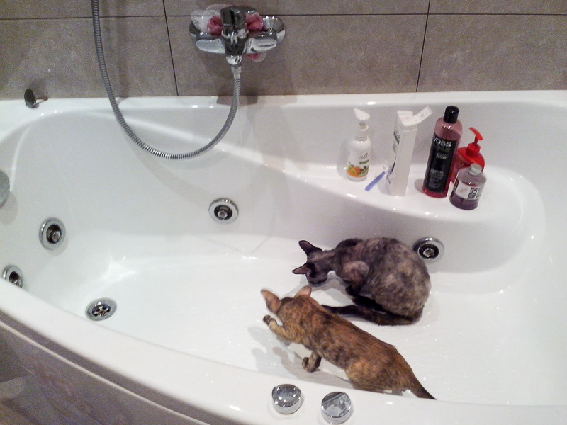 Донской сфинкс и ориентальный котёнок вместе что то там затеяли в ванне...