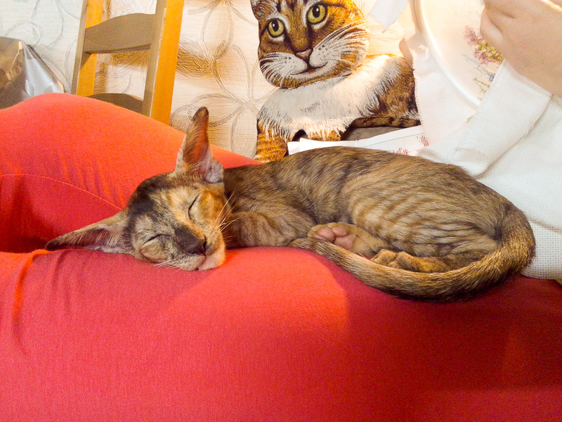 Сон ориентального котёнка охраняет Кото-Орфей, бог кошачьего сна...