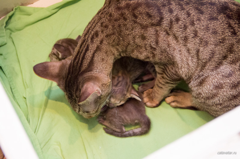 Кошка-мама воспитывает детей.