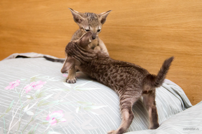 Разборки ориентальных котят на хозяйской кровати.