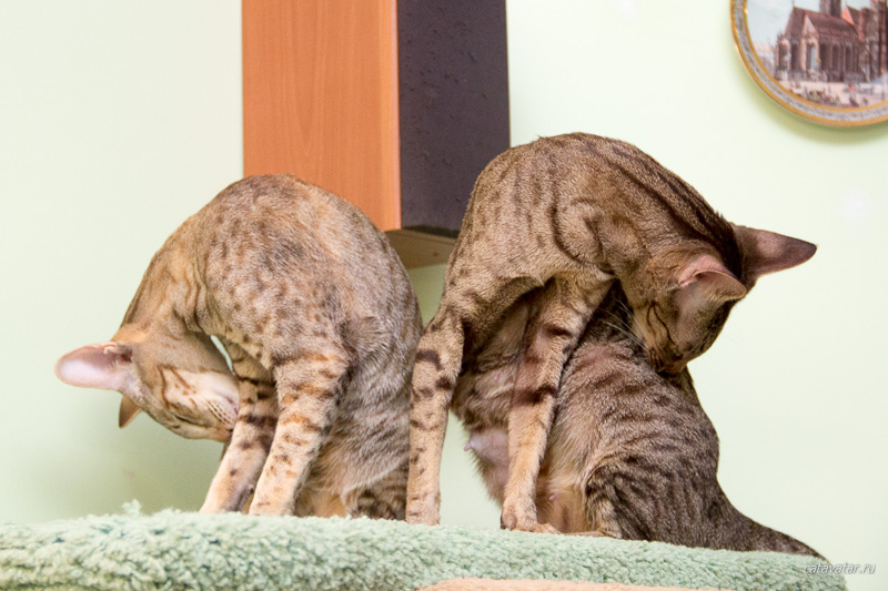 Справа - ориентальная мама-кошка, слева - ориентальная дочка.
