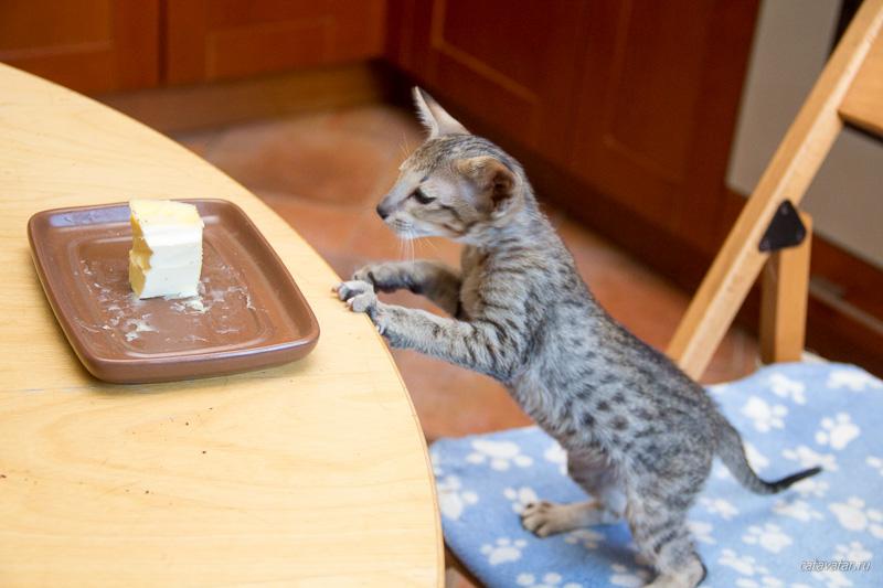 Ориентальный котёнок ворует еду со стола