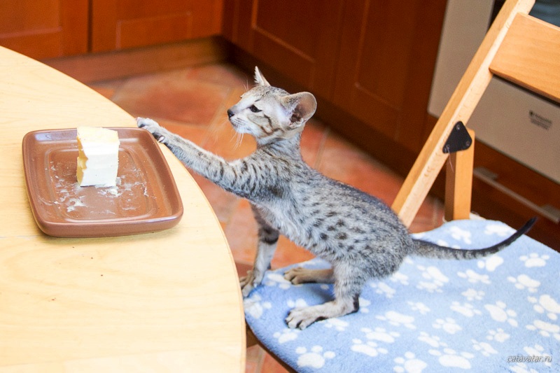 Ай-яй-яй! Как же можно котятам таскать со стола?