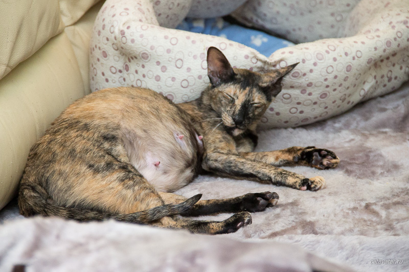 Беременная ориентальная кошка
