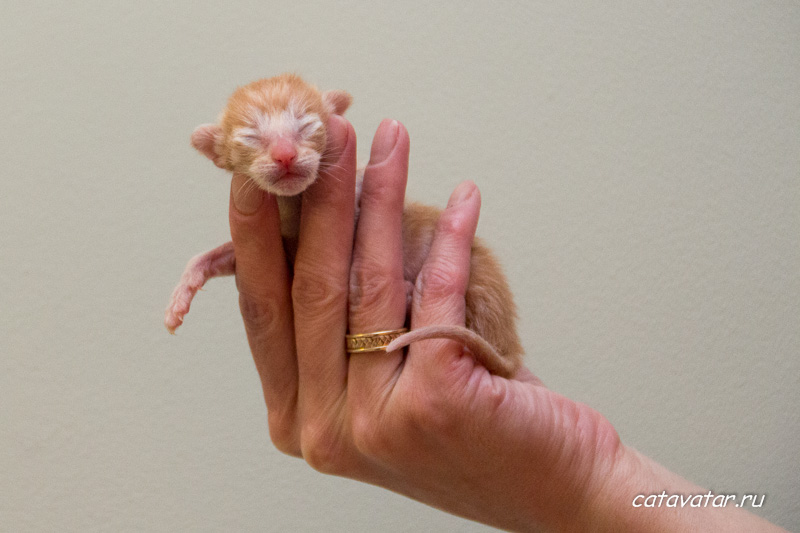 Новорожденный ориентальный котёнок на руках