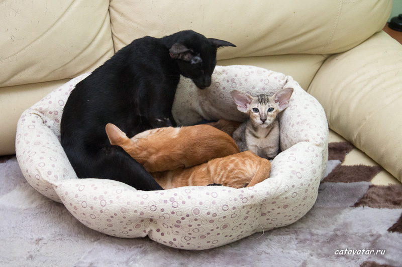 Чёрная ориентальная кошка кормит котят.