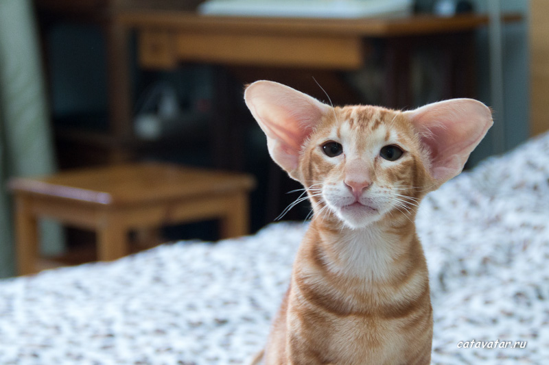 Красивый рыжий ориентальный кот с отличным поставом ушей.