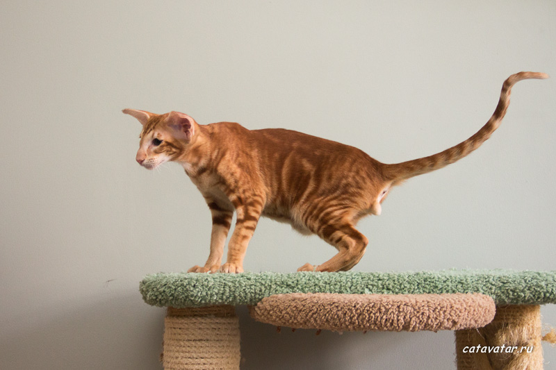 Прекрасный рыжий ориентальный кот с очень длинным хвостом и красивым мраморным рисунком.