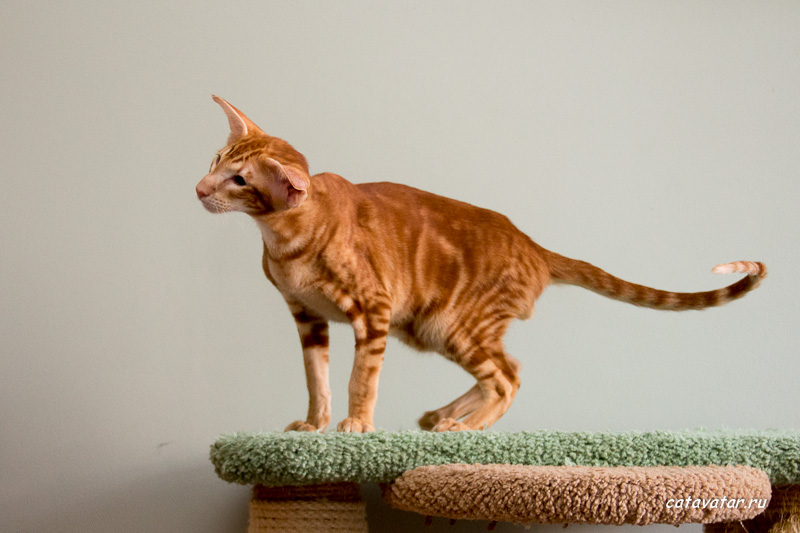 Мраморный красный ориентальный кот.