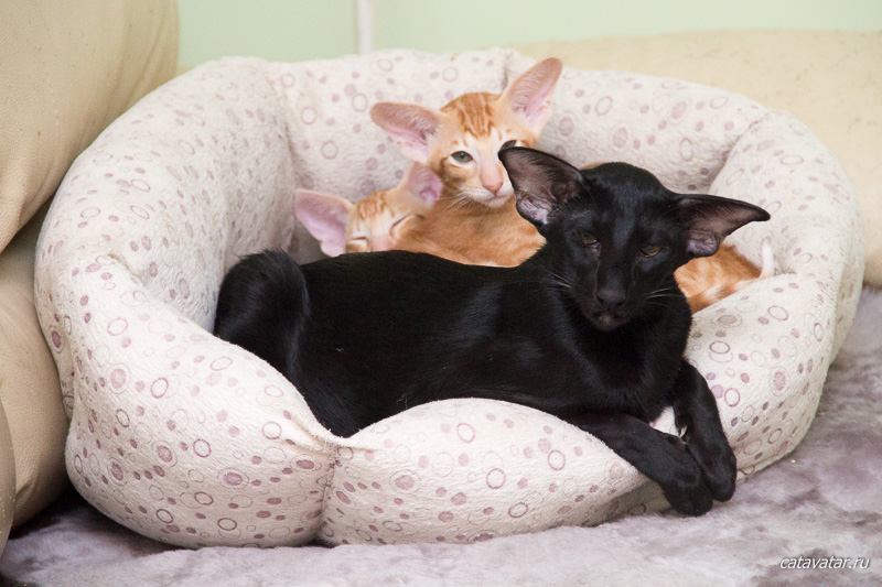 Ориентальная кошка в гнезде с рыжими котятами.