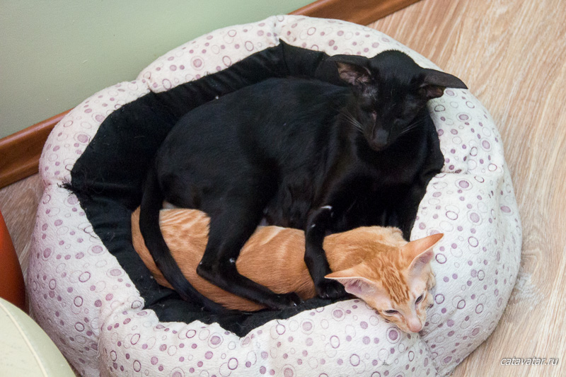 Чёрная ориентальная кошка обняла рыжего ориентального котёнка.