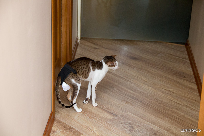 Ориентальный кот метит дверь. Хорошо что он в трусах.
