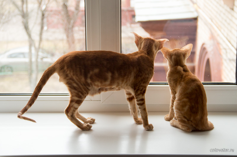 Рыжие мраморные ориентальные коты смотрят в окно